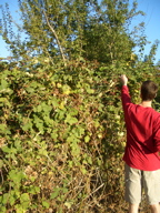 blackberries7_8.7.09