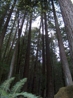 redwoods12_8.7.09