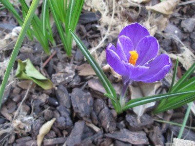 01-crocus_20160313