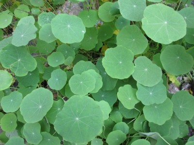 03-nasturtiums