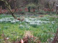 32-snowDrops