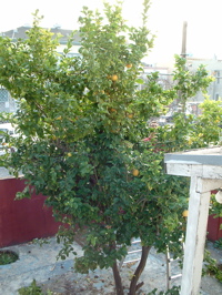 lemon tree