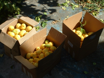 lemons