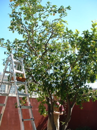 lemon tree